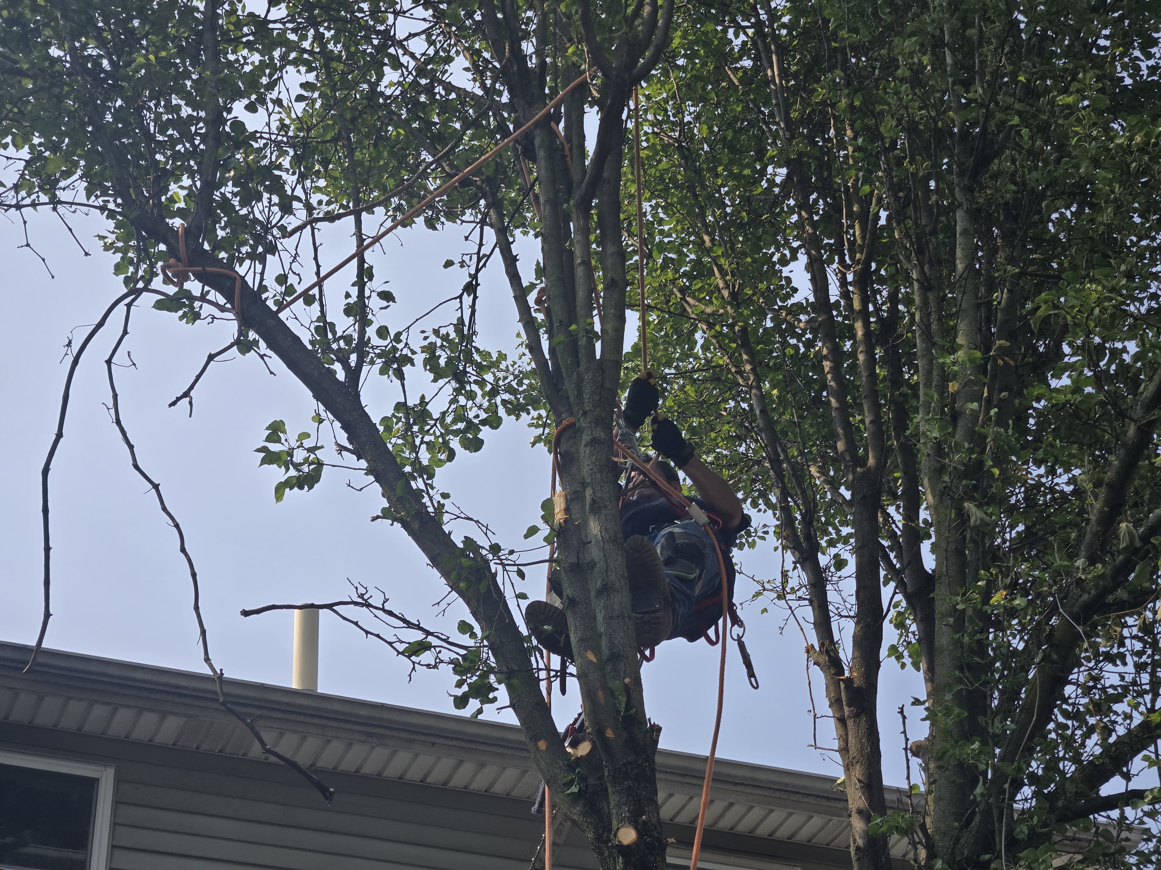 Tree Pruning